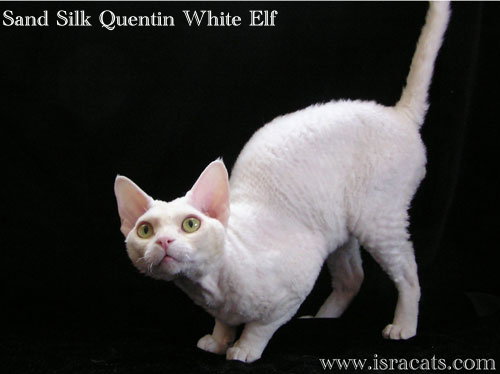 Sand Silk Quentin White Elf.Devon Rex Cat. Male